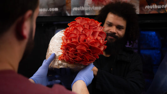 Watch a real indoor mushroom farm consultation