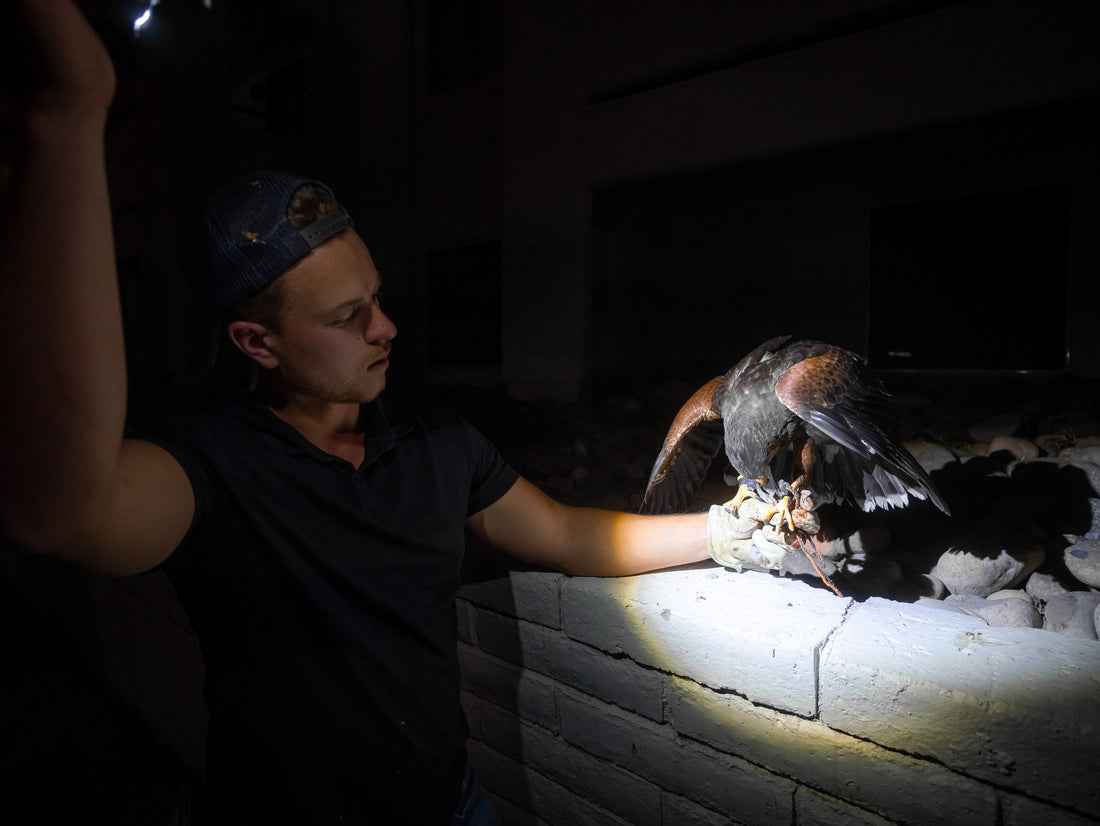 Watch how urban pigeons are removed with hawks