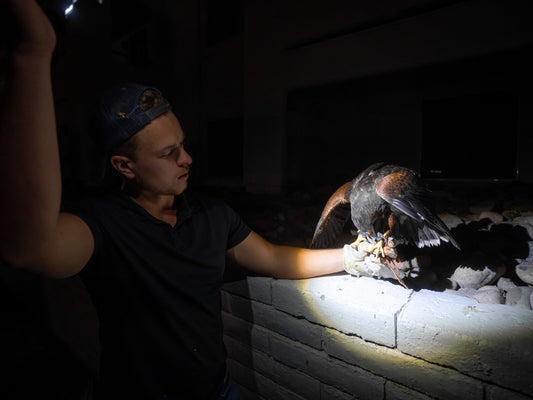 Watch how urban pigeons are removed with hawks