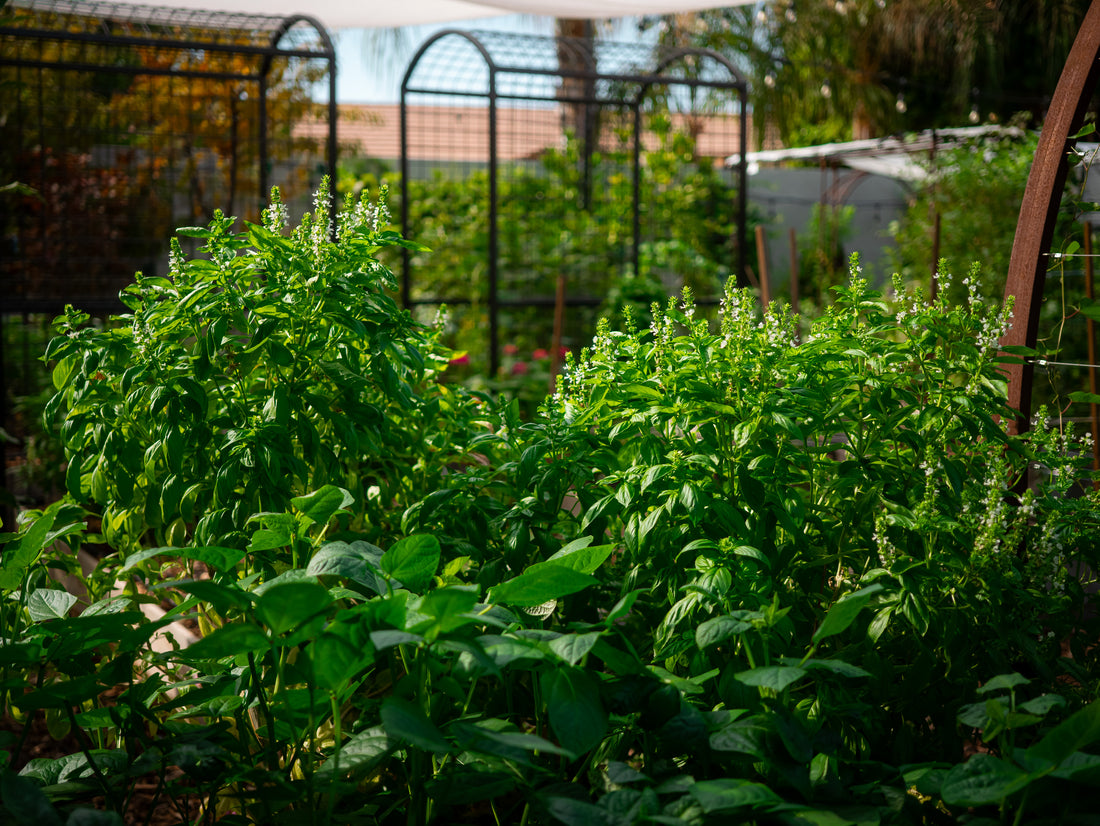 Watch how to grow plants in the extreme summer heat of Arizona