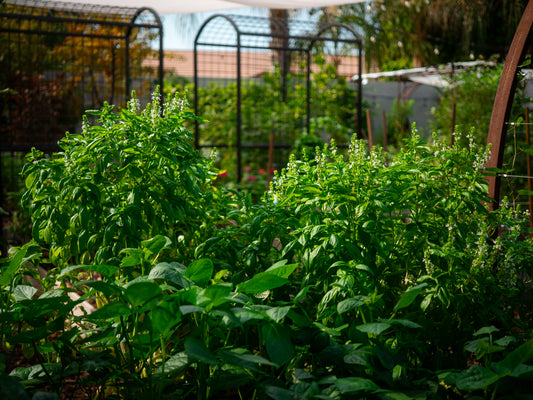 Watch how to grow plants in the extreme summer heat of Arizona