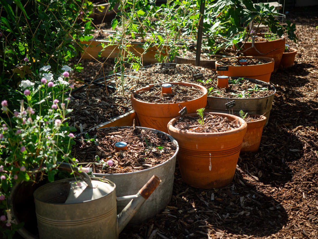 Watch how to grow plants in containers for your garden