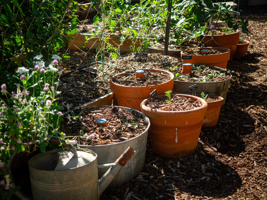 Watch how to grow plants in containers for your garden