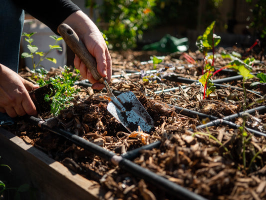 Watch a tour of this backyard garden in Arizona