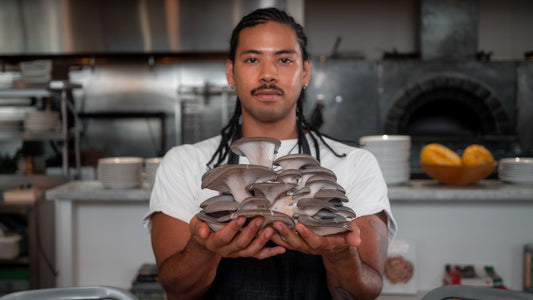 Watch how to cook blue oyster mushroom alla gricia