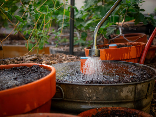 Watch how to grow garlic in grow bags