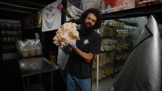 Watch the variety of mushrooms you can grow at home