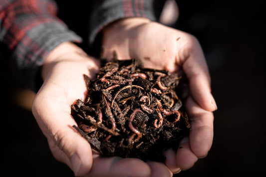 Watch how worms turn garbage into food