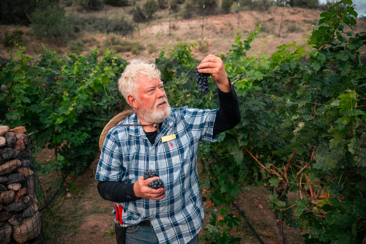 A grower examining grapes in a vineyard, photographed by Paragraphic