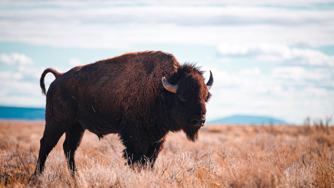Watch how wild bison ended up in the high desert of Arizona