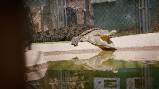 Watch how this reptile sanctuary rescues alligators and crocodiles