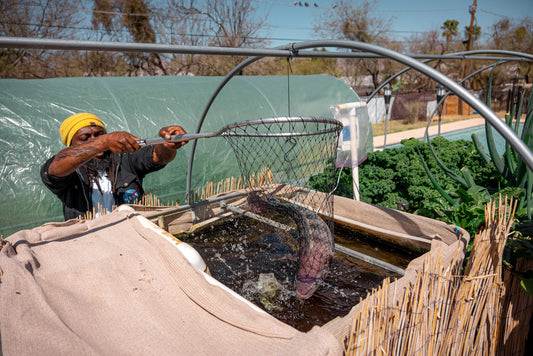 Watch how this aquaponic gardener grows fish in his own backyard