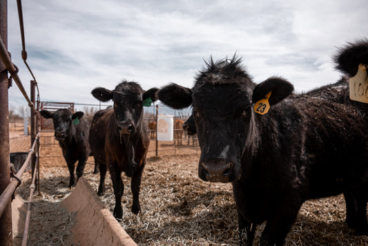 Watch how cattle are finished for beef at a feed lot