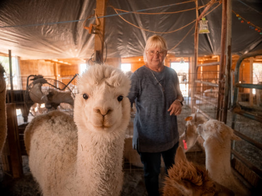 Watch how this farm raises alpacas for their fiber