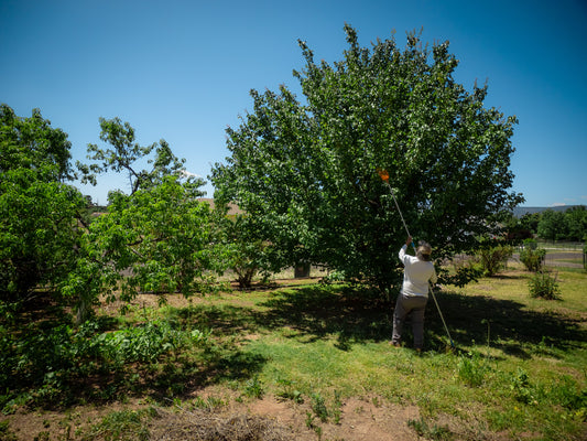 Watch how this farmer spent 30 years growing his own backyard orchard