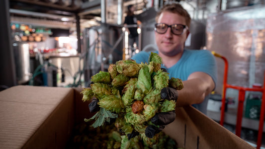 Watch how this brewery uses wet hops for their IPA beer