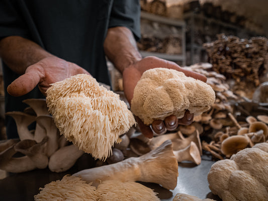 Watch how this mycologist cultivates rare mushrooms indoors