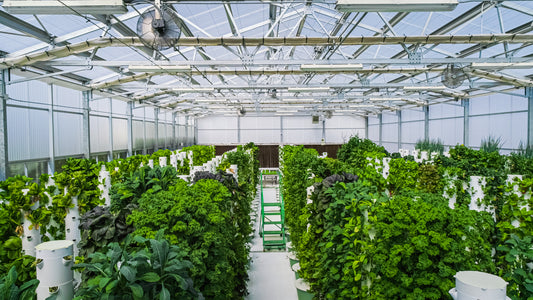 Watch how these aeroponic gardens grow with less water and no soil