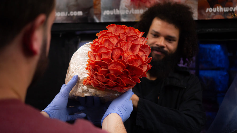 A grower showing a cluster of orange mushrooms during a consultation